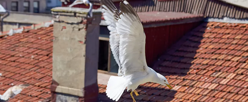 Residential Chimney Animal Removal Solution in Boca Raton, FL